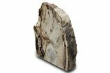 Free-Standing,Polished Petrified Wood - McDermitt, Oregon #382178-2
